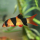 Боция клоун (Botia macracanthus)