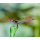 Креветка красноносая пиноккио (Caridina gracilirostris)
