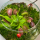 Флорариум с мухоловкой