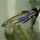 Бедоция мадагаскарская (Bedotia madagascariensis)