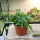 Папоротник драконьего хвоста (Asplenium Ebenoides Dragon's)