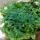 Селагинелла (Selaginella Uncinata)