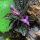 Сонерила макулата (Sonerila maculata)