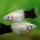 Пецилия Панда (Xiphophorus maculatus)