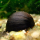Улитка каска (Neritina pulligera)