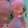 Дискус Леопард Змеиная Кожа (Symphysodon aequifasciatus var.)