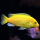 Лабидохромис еллоу (L) (Labidochromis caeruleus var. Yellow)