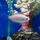 Гурами целующийся (Helostoma temminkii)