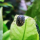 Улитка Теодоксус (Theodoxus sp.)
