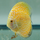 Дискус Золотая Шахматная Доска (Symphysodon aequifasciatus var.)