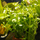 Гратиола Висцидула (с грузом) (Gratiola viscidula)
