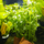 Гратиола Висцидула (с грузом) (Gratiola viscidula)