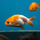 Ранчу Ассорти (Carassius auratus) 3-4 см