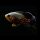 Астронотус тигровый красный (M) (Astronotus ocellatus)