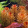Перистолистник красный (с грузом) (Myriophillum tuberculatum)