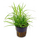 Юнкус ползучий (в горшке) (Juncus repens)