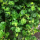 Фикус Пумила (Ficus Pumila Curly)