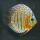 Дискус Туркис шахматный S (Symphysodon aequifasciatus var.)