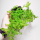 Пилея (Pilea Microphylla)
