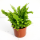 Нефролепис (nephrolepis Exaltata Vitale)