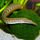 Угорь Макрогнатус глазчатый  (Macrognathus aculeatus)