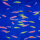 Данио рерио GLO (ассорти) (Danio rerio var.)