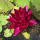 Нимфея Burgundy Princess красная, корневище