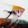 Скалярия кои трехцветная (L) (Pterophyllum scalare var.)