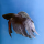Петушок вуалевый (Betta splendens) (самец)