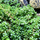 Пилея (Pilea Microphylla)