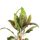 Криптокорина Гудоро (в горшке) (Cryptocoryne hudoroi)