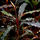 Буцефаландра Вельвет (ветка) (Bucephalandra sp. Velvet)