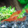 Креветка вишневая красная (Neocaridina denticulata Red Cherry)