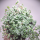 Пилея (Pilea Glauca)