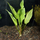Криптокорина ресничатая (в горшке) (Cryptocoryne ciliata)