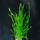 Валлиснерия спиральная (с грузом) (Vallisneria spiralis)