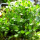 Селагинелла (Selaginella Uncinata)