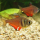 Тетра Фон рио (Hyphessobrycon flammeus)