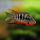 Цихлазома Меека (Thorichthys meeki)