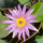 Нимфея Capensis голубой, (Nymphaea capensis), тропическая