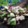 Лобелия кардинальская (в горшке) (Lobelia cardinalis)
