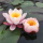 Нимфея Marliacea Rosea розовая, корневище
