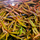 Аммания грацилис (в горшке) (Ammannia gracilis)