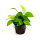 Анубиас нана толстолистный (в горшке) (Anubias nana Thick leaf)