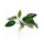 Анубиас нана толстолистный (в горшке) (Anubias nana Thick leaf)