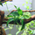 Анубиас Бонсай (ветка) (Anubias barteri var. nana Bonsai)