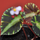 Бегония (Begonia Cleopatrae)
