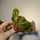 Бегония (Begonia Cleopatrae)