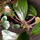 Бегония Бланка (Begonia Blancii)