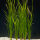 Валлиснерия азиатская прямая (с грузом) (Vallisneria asiatica)